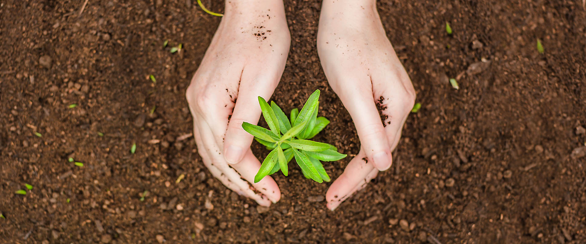 Dia da Sobrecarga da terra: ações que podem fazer diferença à coletividade