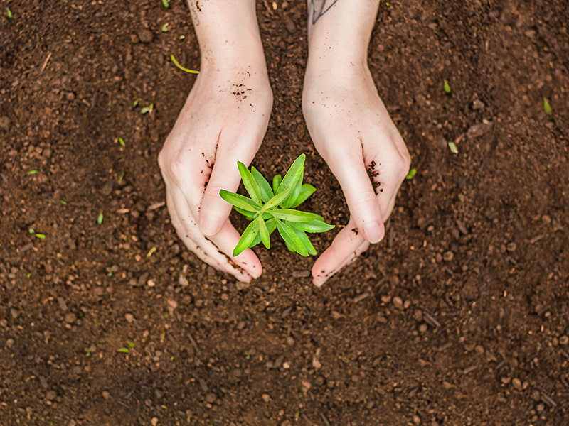 Dia da Sobrecarga da terra: ações que podem fazer diferença à coletividade